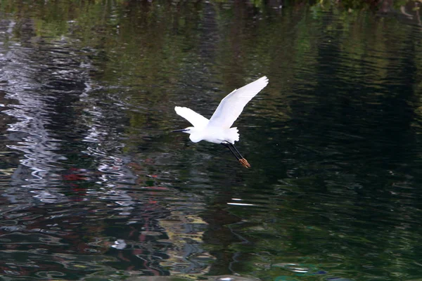 Bird Park Shore Reservoir North State Israel — Stock Photo, Image