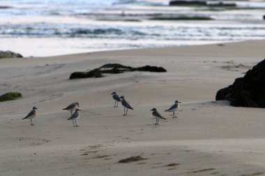İsrail devletinin kuzeyinde rezervuar kıyısında parkta kuş 
