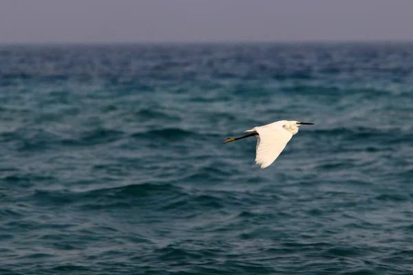 Bird Park Shore Reservoir North State Israel — Stock Photo, Image