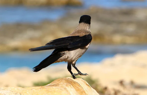 Fågel Parken Stranden Reservoaren Norra Delen Staten Israel — Stockfoto