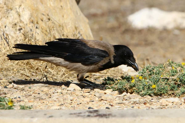 Fågel Parken Stranden Reservoaren Norra Delen Staten Israel — Stockfoto