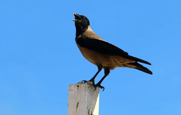 Srail Devletinin Kuzeyinde Rezervuar Kıyısında Parkta Kuş — Stok fotoğraf