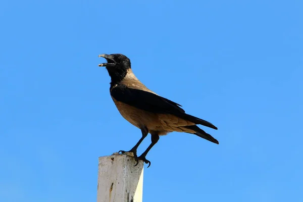 Srail Devletinin Kuzeyinde Rezervuar Kıyısında Parkta Kuş — Stok fotoğraf