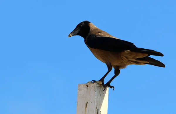 Uccello Nel Parco Sulla Riva Del Serbatoio Nel Nord Dello — Foto Stock