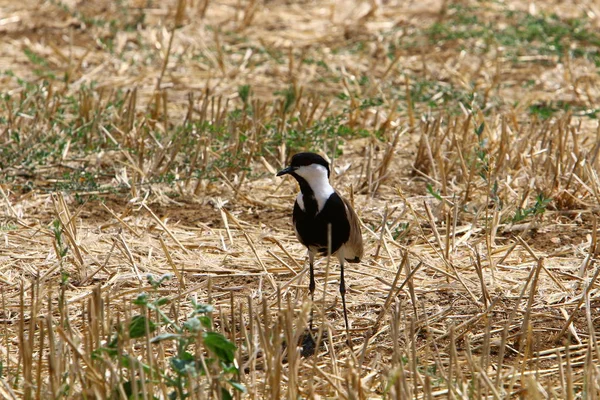 Pták Parku Břehu Nádrže Severu Státu Izrael — Stock fotografie