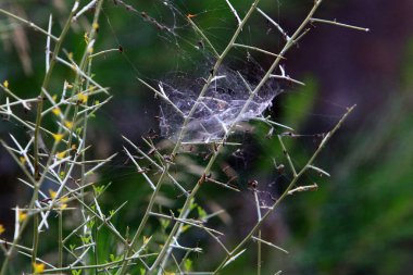 kuzey İsrail'de sıcak ve kurak yaz kadar doğa ve çiçek resimleri 