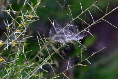 kuzey İsrail'de sıcak ve kurak yaz kadar doğa ve çiçek resimleri 