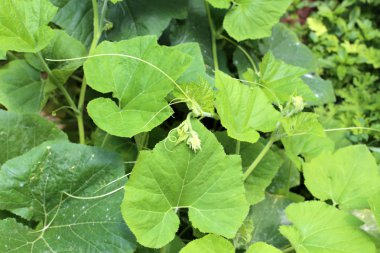 kuzey İsrail'de sıcak ve kurak yaz kadar doğa ve çiçek resimleri 