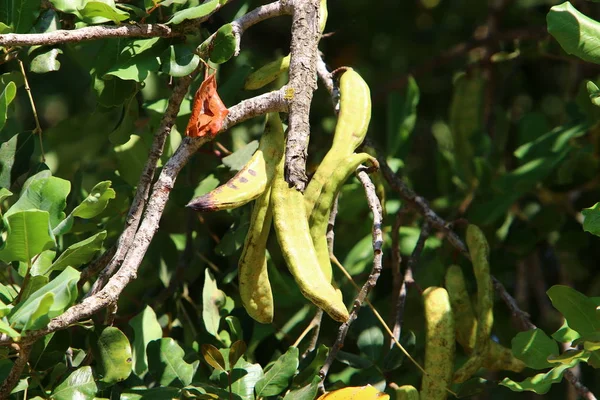 イスラエル北部の暑くて乾燥した夏をクローズアップ自然と花の写真 — ストック写真