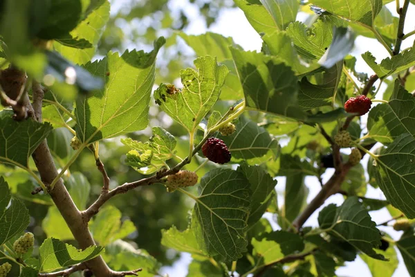 Imagens Natureza Flores Perto Verão Quente Árido Norte Israel — Fotografia de Stock