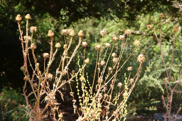 Photos Nature Des Fleurs Fermer Été Chaud Aride Dans Nord — Photo