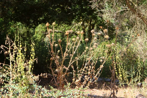 Fotografías Naturaleza Las Flores Cerca Caliente Árido Verano Norte Israel — Foto de Stock