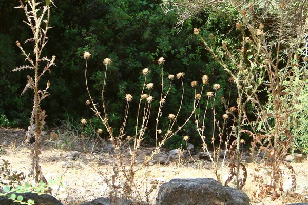 Imagens Natureza Flores Perto Verão Quente Árido Norte Israel — Fotografia de Stock