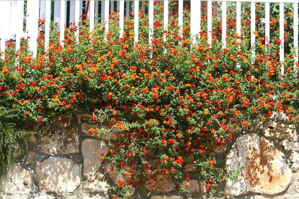 Fotografías Naturaleza Las Flores Cerca Caliente Árido Verano Norte Israel — Foto de Stock