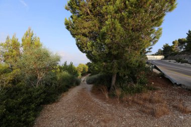 İsrail devletinin kuzeyinde dağlık orman dolambaçlı yol 