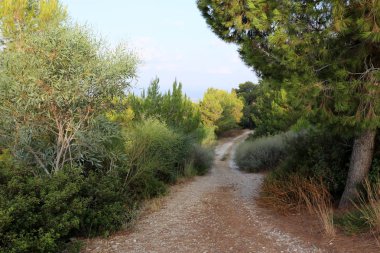 İsrail devletinin kuzeyinde dağlık orman dolambaçlı yol 