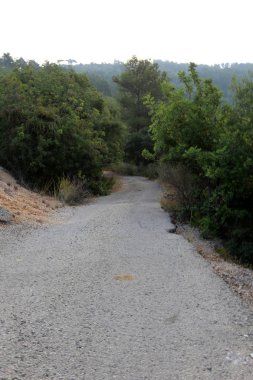 İsrail devletinin kuzeyinde dağlık orman dolambaçlı yol 