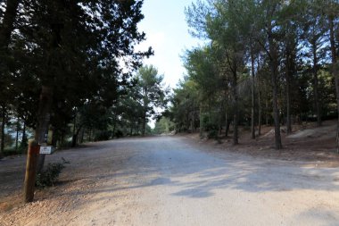İsrail devletinin kuzeyinde dağlık orman dolambaçlı yol 