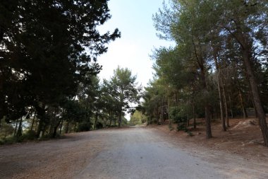 İsrail devletinin kuzeyinde dağlık orman dolambaçlı yol 