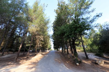 İsrail devletinin kuzeyinde dağlık orman dolambaçlı yol 