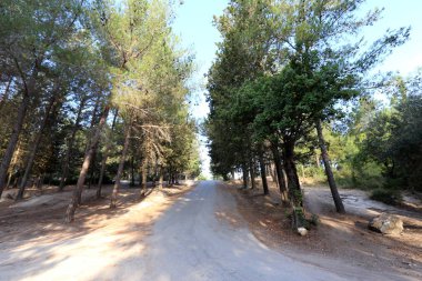 İsrail devletinin kuzeyinde dağlık orman dolambaçlı yol 