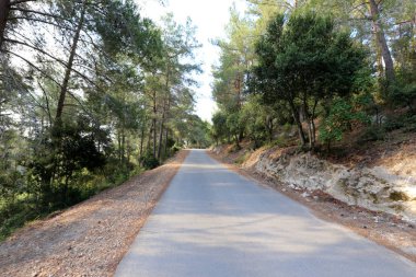 İsrail devletinin kuzeyinde dağlık orman dolambaçlı yol 