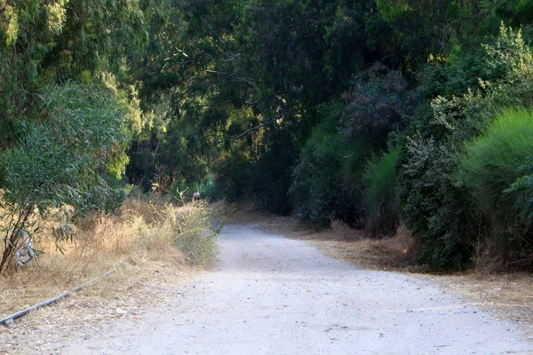 Estrada Sinuosa Floresta Nas Terras Altas Norte Estado Israel — Fotografia de Stock