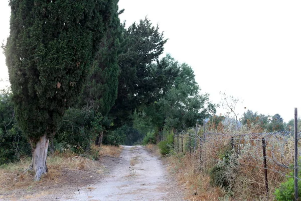 以色列北部高地的森林蜿蜒道路 — 图库照片