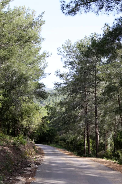 Route Sinueuse Forêt Dans Les Hauts Plateaux Nord État Israël — Photo