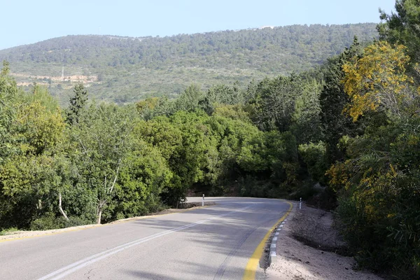 Лесная Извилистая Дорога Высокогорье Севере Израиля — стоковое фото