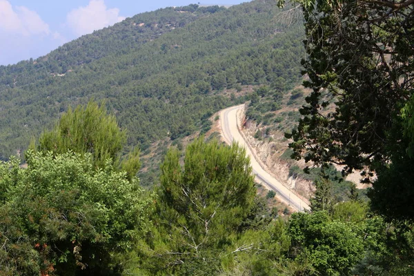 以色列北部高地的森林蜿蜒道路 — 图库照片