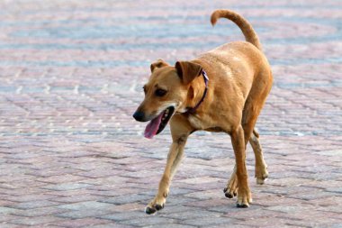 köpek Akdeniz kıyısında 