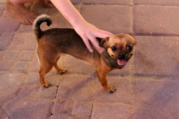 Perro Orillas Del Mar Mediterráneo — Foto de Stock