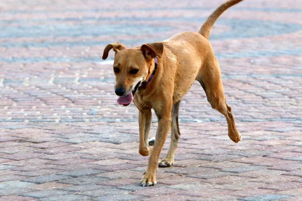 Perro Orillas Del Mar Mediterráneo — Foto de Stock