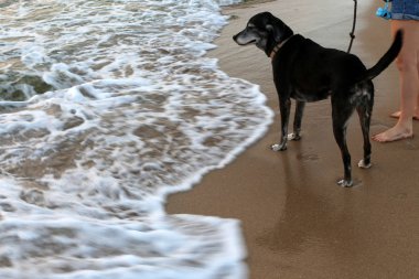 köpek Akdeniz kıyısında 