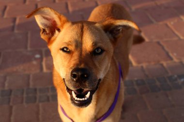 köpek Akdeniz kıyısında 