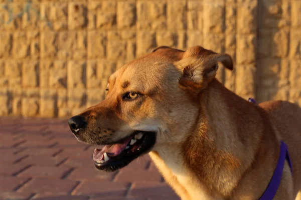 Perro Orillas Del Mar Mediterráneo — Foto de Stock