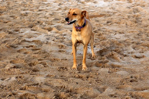 Perro Orillas Del Mar Mediterráneo — Foto de Stock