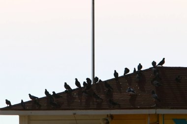 çatı - yağış karşı korumak için hizmet vermektedir binanın üst yapısı 