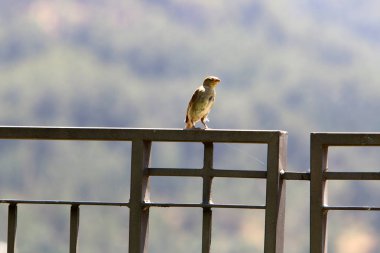Kuzey Israil 'de Akdeniz kıyılarında bir şehir parkında çit 