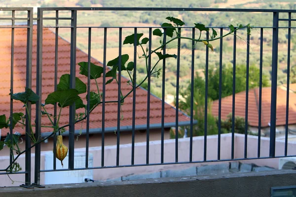 Cerca Parque Ciudad Orillas Del Mediterráneo Norte Israel — Foto de Stock