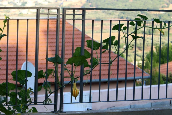 Cerca Parque Ciudad Orillas Del Mediterráneo Norte Israel — Foto de Stock