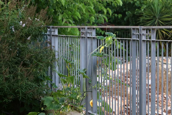 Staket Stads Park Vid Medelhavets Stränder Norra Israel — Stockfoto