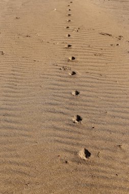 Israil Eyaleti kuzeyinde Akdeniz kıyılarında kum ayak izleri 