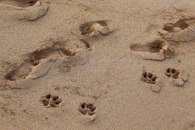 Israil Eyaleti kuzeyinde Akdeniz kıyılarında kum ayak izleri 