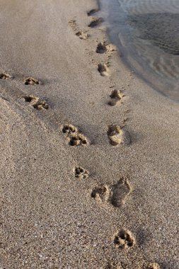 Israil Eyaleti kuzeyinde Akdeniz kıyılarında kum ayak izleri 