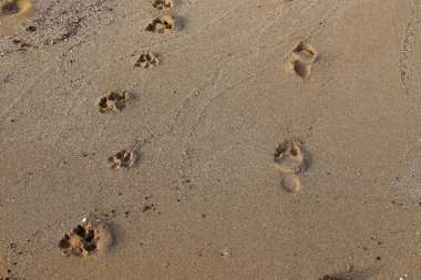 Israil Eyaleti kuzeyinde Akdeniz kıyılarında kum ayak izleri 