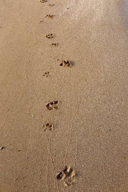 Israil Eyaleti kuzeyinde Akdeniz kıyılarında kum ayak izleri 