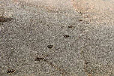 Israil Eyaleti kuzeyinde Akdeniz kıyılarında kum ayak izleri 