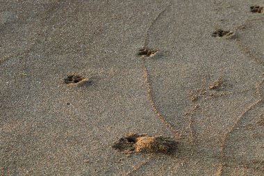 Israil Eyaleti kuzeyinde Akdeniz kıyılarında kum ayak izleri 